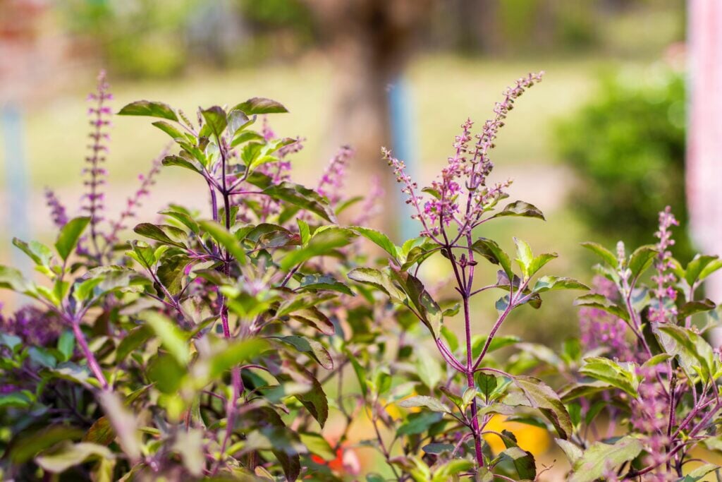 Learn How to Grow Holy Basil and Make a Beneficial Tulsi Tea – Sow ...