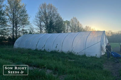 From Winter Cabbage to Summer Tomatoes - We Love Our Hoophouse!