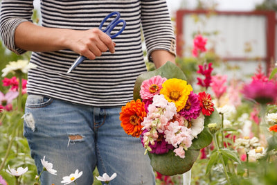 How to Cut Flowers From Your Cutting Garden