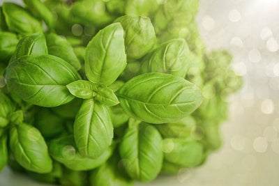 Basil 101: How to Prune Basil for the Best Basil Harvest