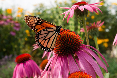 Butterfly Garden 101: How to Attract More Butterflies to Your Garden