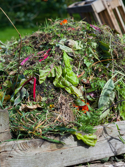 Your Checklist for a Late Summer Garden Cleanup
