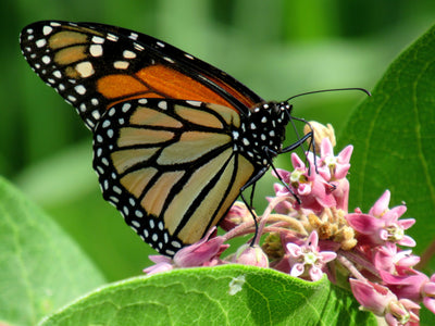 How to Grow Milkweed for Monarchs: How Your Garden Can Help