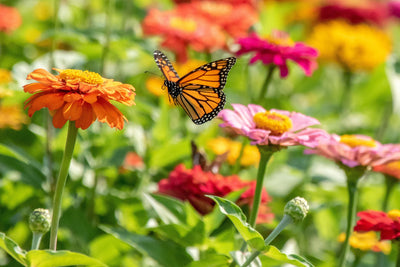 Flowers for Pollinators: Make Your Garden Irresistible to Birds, Bees, and Butterflies