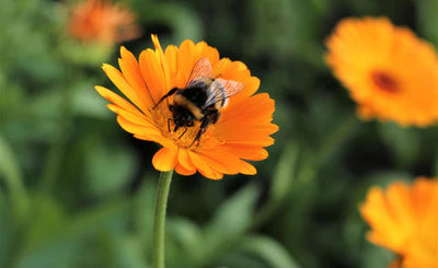 How to Make Your Pollinator Garden Buzz & Hum
