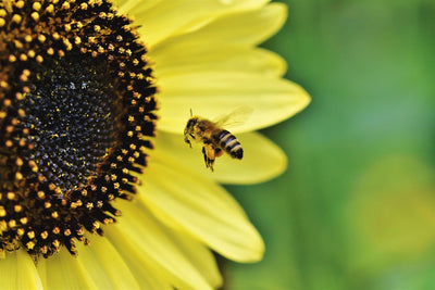 Support Your Local Pollinators: Plants for Pollinator Gardens