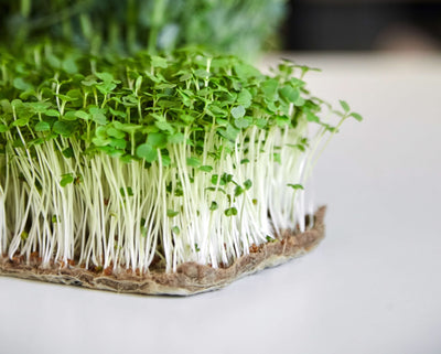 All About Arugula Microgreens: Fast and Easy Growing