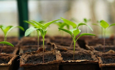 5 Great Reasons to Start Seedlings Indoors