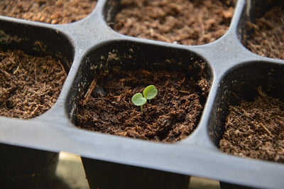 Beginner Gardening: 8 Essential Tips for Starting Seeds Indoors