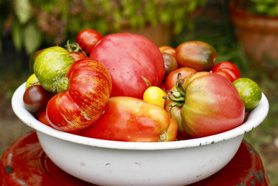 6 Great Reasons to Start Tomatoes From Seed