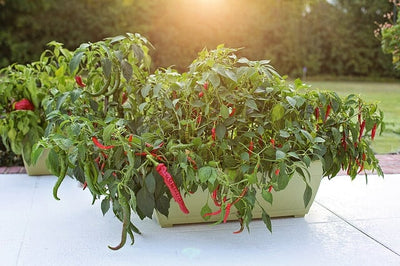 Garden Like a Pro: Perfect Way to Start Growing Peppers from Seed