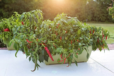 Garden Like a Pro: How to Start Peppers from Seed