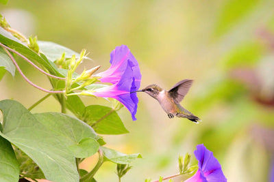 Discover the Essential 10 Flowers for Attracting Hummingbirds