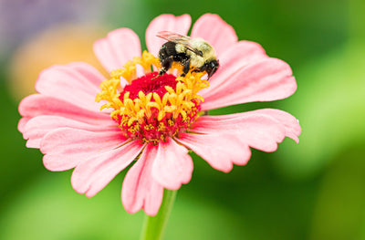 The Buzz on How to Attract More Bees to Your Garden