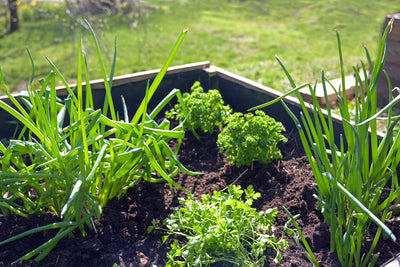 Easy Ways to Make Rich and Fertile Garden Soil for Vegetables