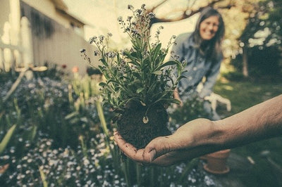 The Foundation for Success as a Gardener: Soil