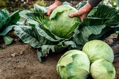 How Smart Gardeners Pick Plants That Improve Soil Quality