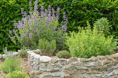 Xeriscaping & Rock Gardens: How to Grow Gorgeous Gardens Despite Water Restrictions