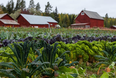 The Benefits and Challenges of Country Gardening and How to Make it Work