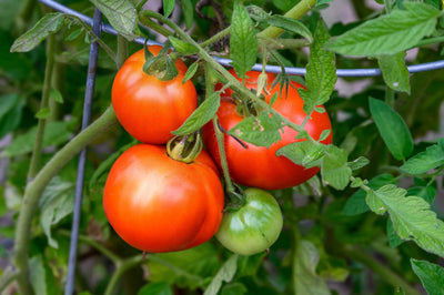 8 DIY Trellis Ideas for Healthier Tomato Plants