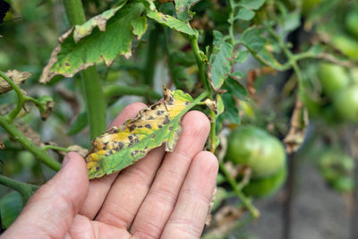 12 Important Guidelines for Preventing and Controlling Plant Disease