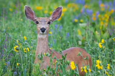 5 Easy Solutions to Keep Deer Out of Your Garden