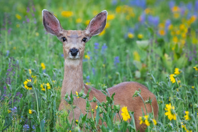 4 Easy Solutions to Keep Deer Out of your Garden