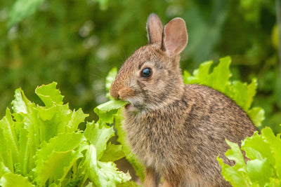 Hare Today, Gone Tomorrow: 6 Tricks for Keeping Rabbits Out of Your Garden