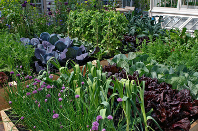 The Incredible Benefits & Major Challenges of Urban Gardens