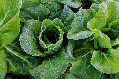 Tender Loving Care: How to Protect Your Plants from Frost and Cold