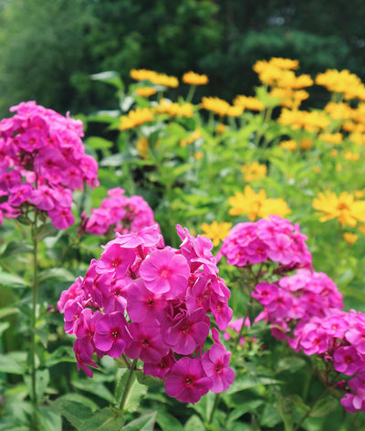 Harness Summer’s Growth Surge: Tips to Nourish Plants in Hot Weather