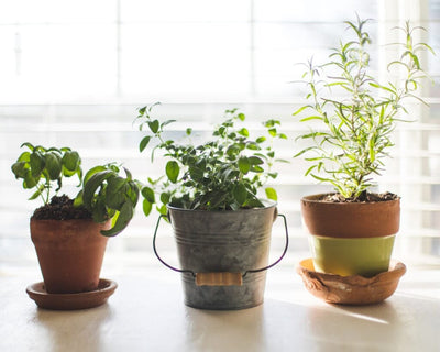 Easy Indoor Gardening Ideas for Absolute Beginners