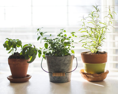 Indoor Gardening Made Simple: Easy Tips to Get You Growing