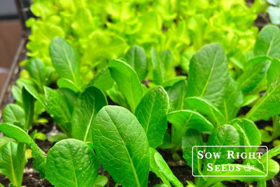 Indoor Lettuce Farming: Your Key to Fresh Greens All Winter Long!