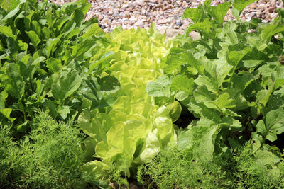 Intercropping Demystified: Benefits, Types, and Guidelines Made Simple