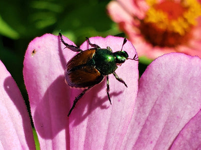 How to Outsmart and Get Rid of Japanese Beetles to Protect Your Garden