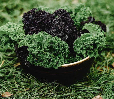 How to Grow Kale From Seed For a Nutritious Harvest All Year Round