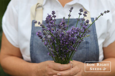 Growing Lavender From Seed: Helpful Tips From Germination To Harvest