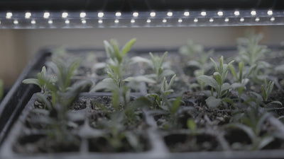 Cold Stratification: The Secret to Why Your Seeds Aren't Sprouting