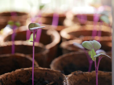 Tips and Tricks for Starting Leafy Greens Indoors