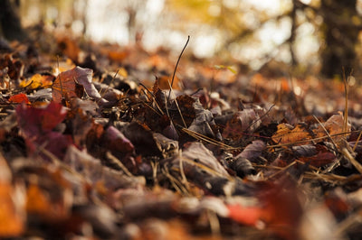 What Is Leaf Mold? How to Turn Leaves into Gardening Gold