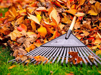 More Than Mulch: 6 Ways to Use Fall Leaves in Your Garden