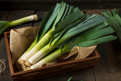 The Expert Methods for Growing Leeks Perfectly Every Time