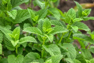 Grow Lemon Balm to Ease Anxiety, Treat Acne, and even Calm the Bees