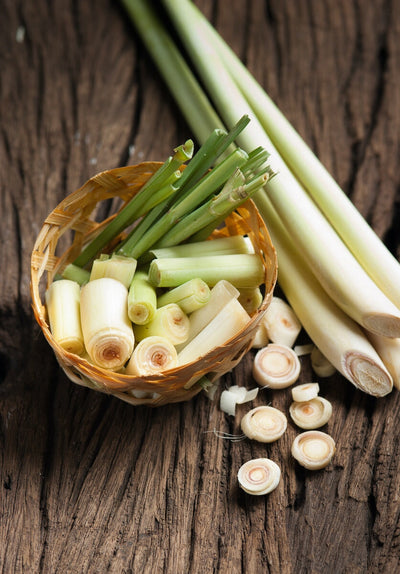 4 Vital Tips to Successfully Grow Lemongrass From Seed