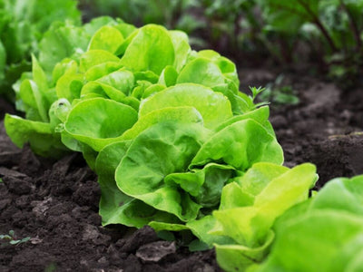 Start Growing Lettuce from Seed for Crisp, Fresh Salads