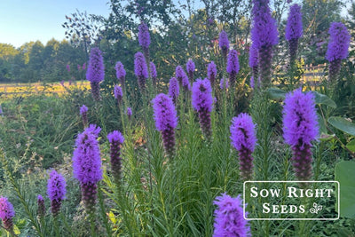 Liatris from Seed: How to Grow and Care for Blazing Star Flowers