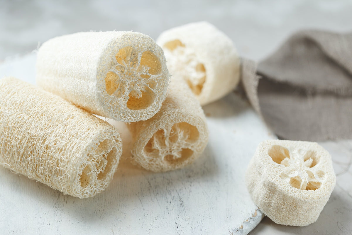 How to Grow Luffa from Seed to Make Your Own Loofah Sponges – Sow Right ...