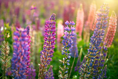 3 Tips You Need to Know to Grow Lupine Flowers from Seed