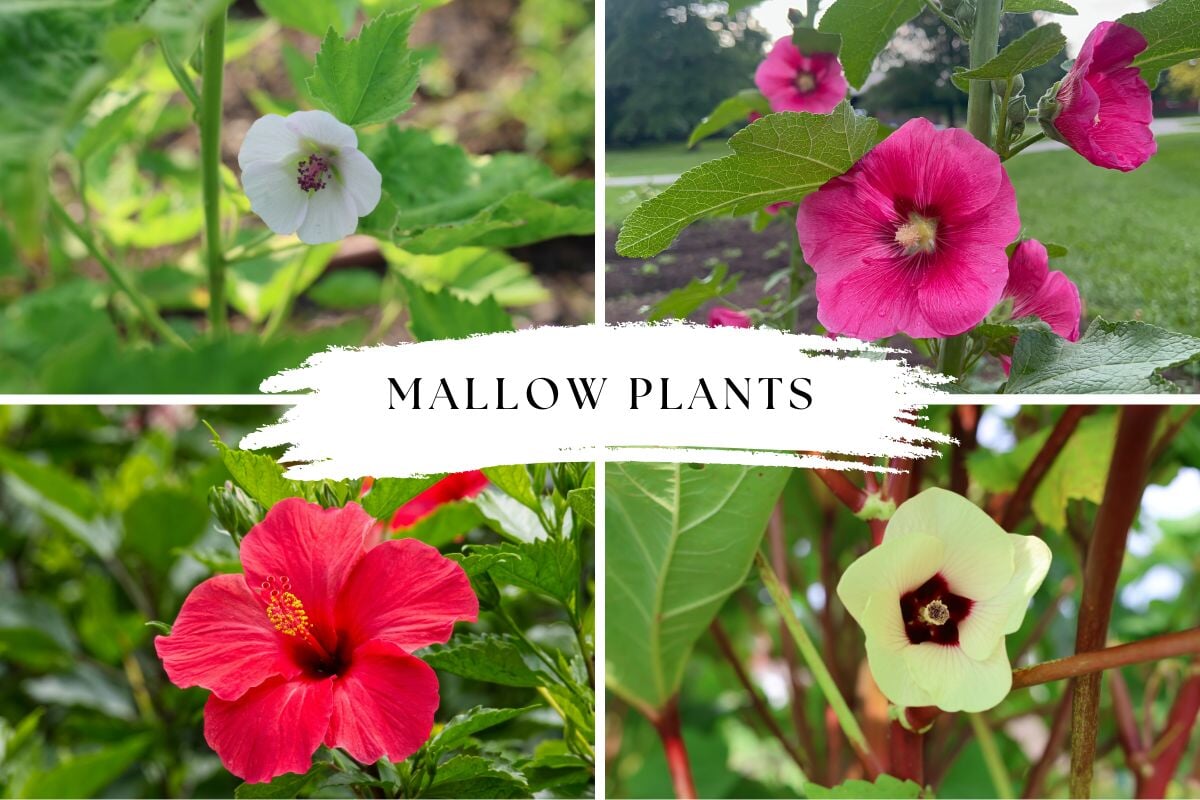 Mallows vs Hibiscus: How to Identify and Choose the Right Mallow Plant ...